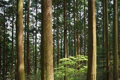 Yuav Ua Li Cas Zoo Plywood?